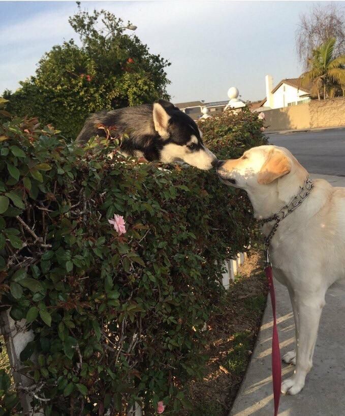every time i take my dog out for walks she stops to see her boo. it's like romeo and juliet