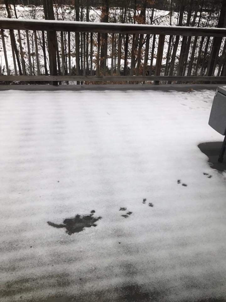 I think a squirrel fell off my roof!