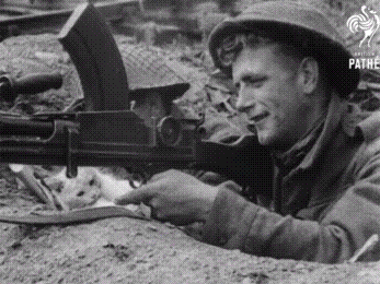 Even during war cats will be cats.