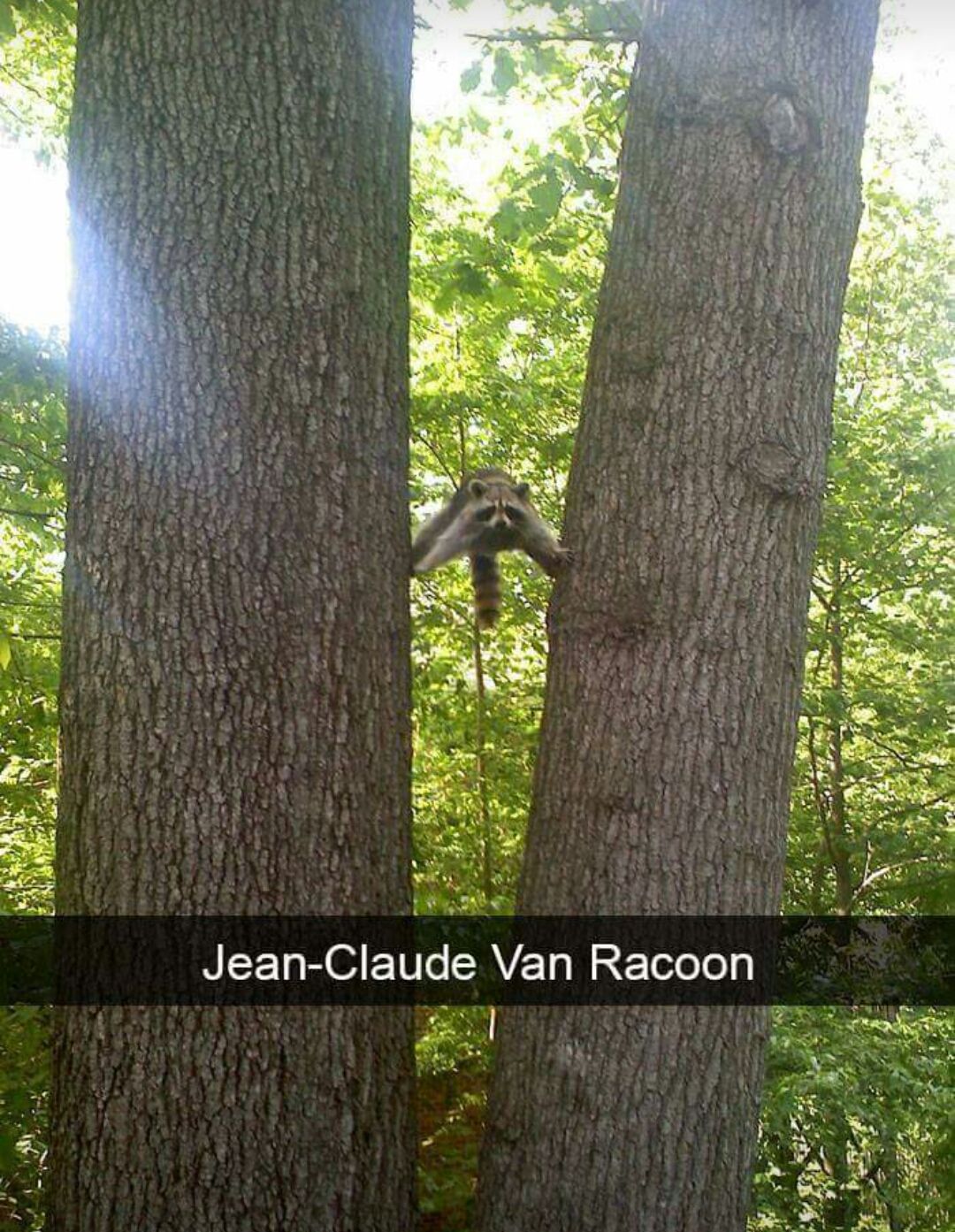 Jeane Claude Van Racoon