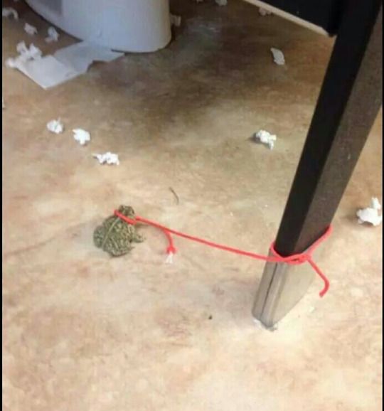 Keep you enemies close but your Pepe closer