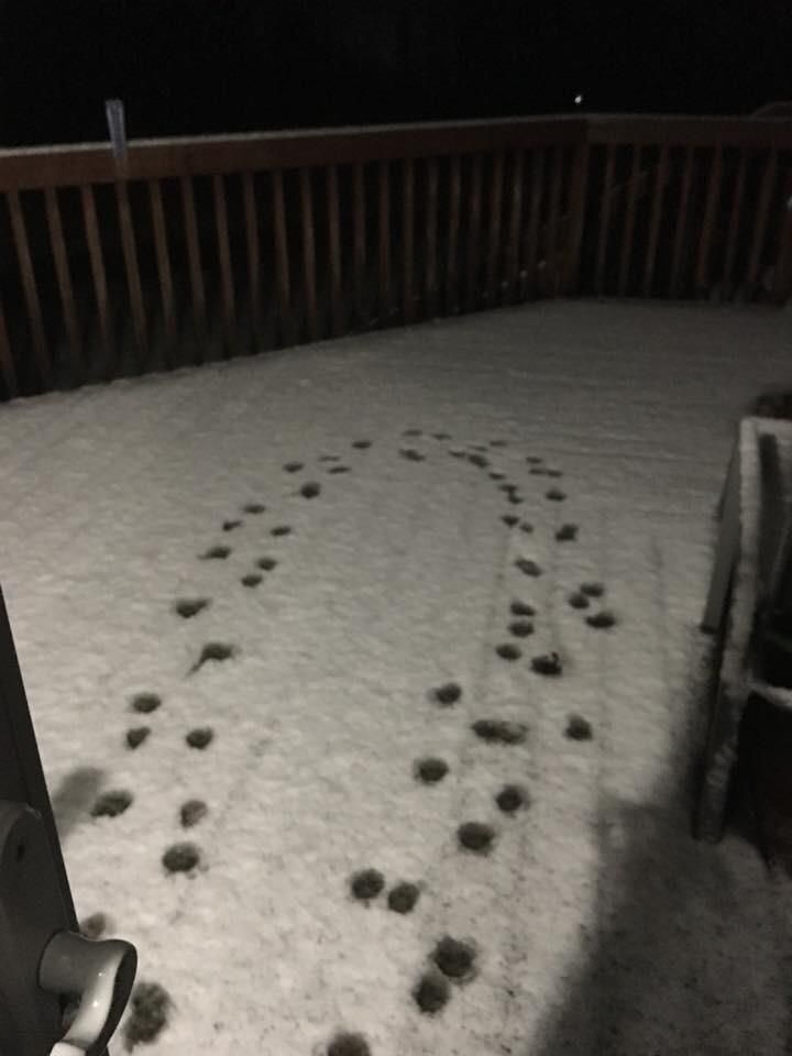 My parents dog really doesn't like snow.