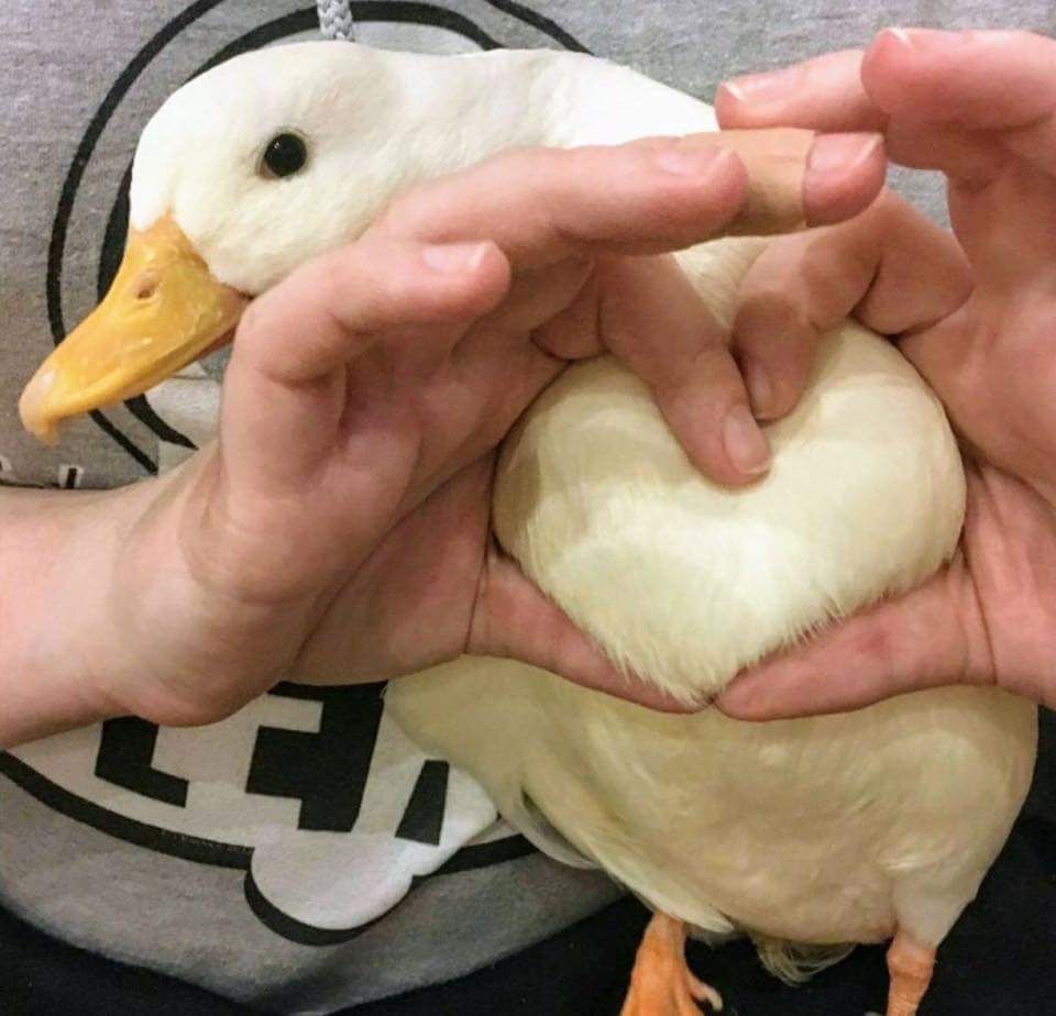 The guys are going quackers over my titty heart.