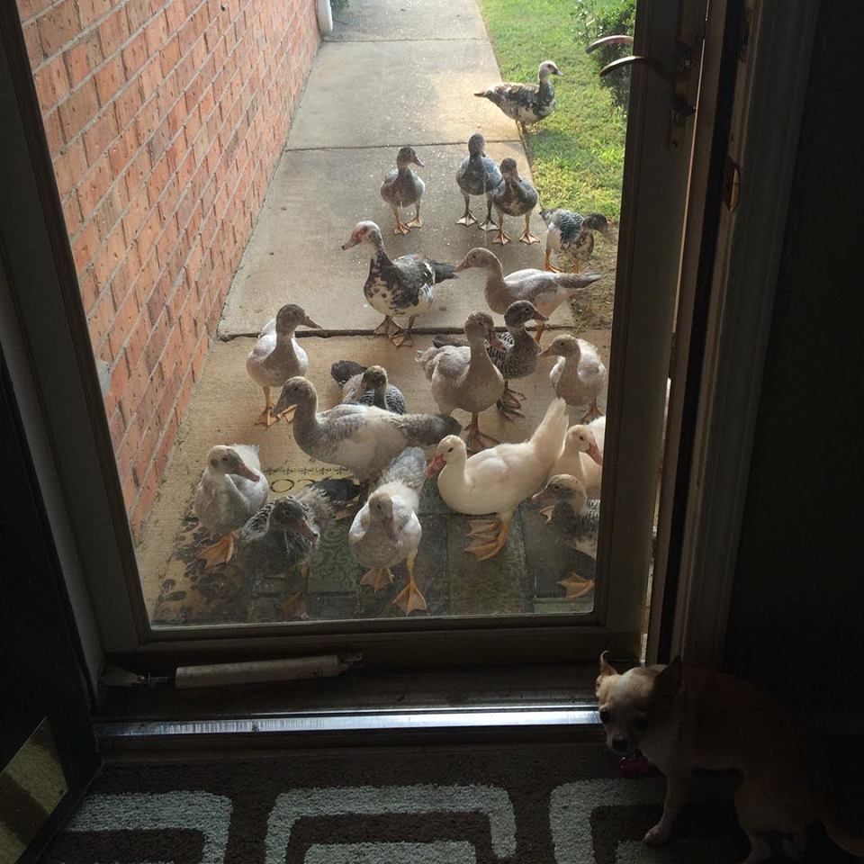 I shouldn't have fed that one duck yesterday
