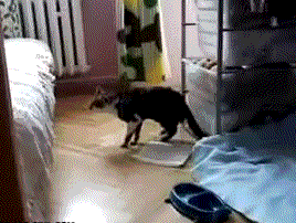 Epic Cat Fail