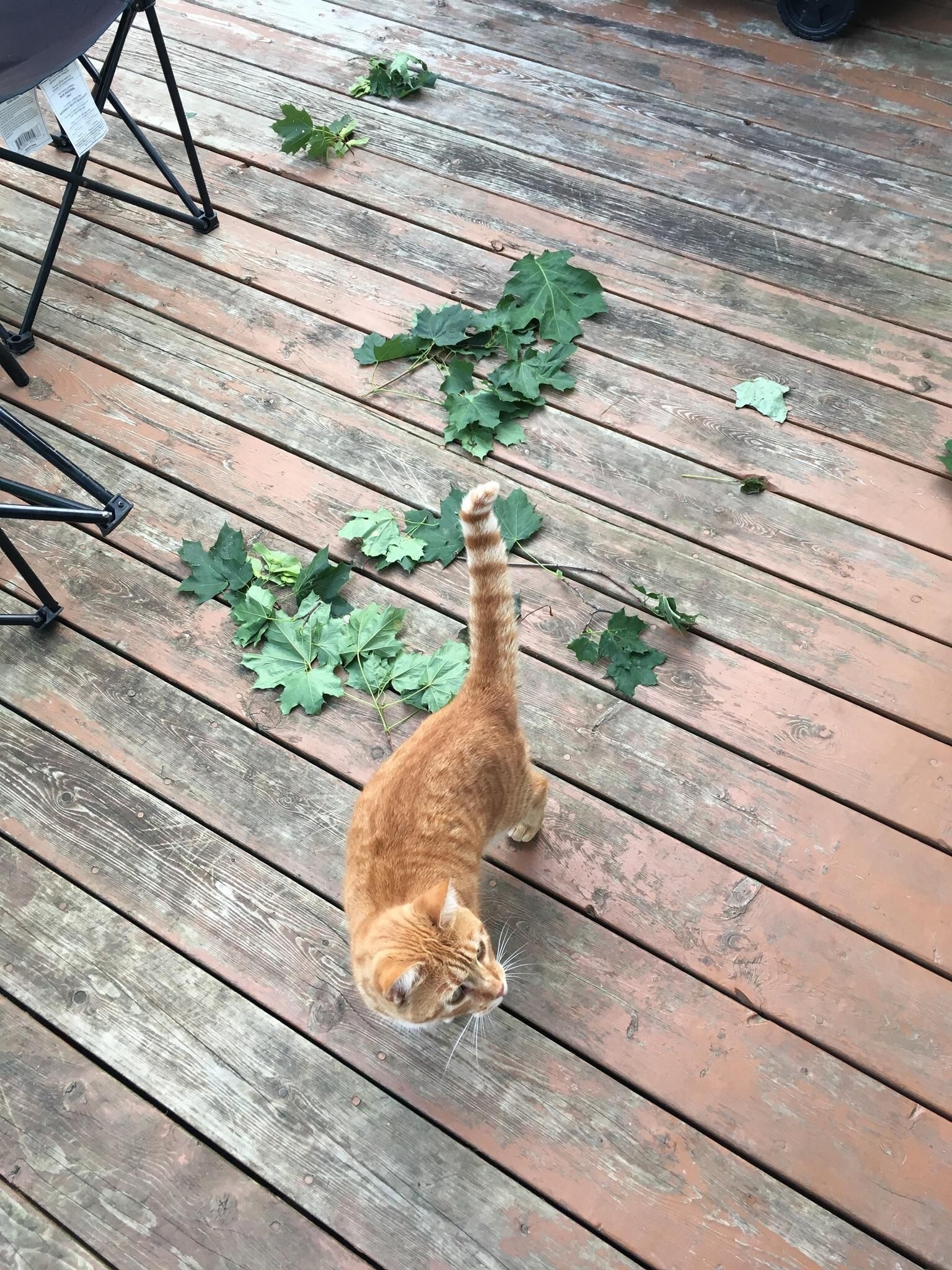 Beginning earlier this summer my cat began bringing us maple leaf twigs. I have no insight as to why. Lately oak leaf twigs have also made an appearance.