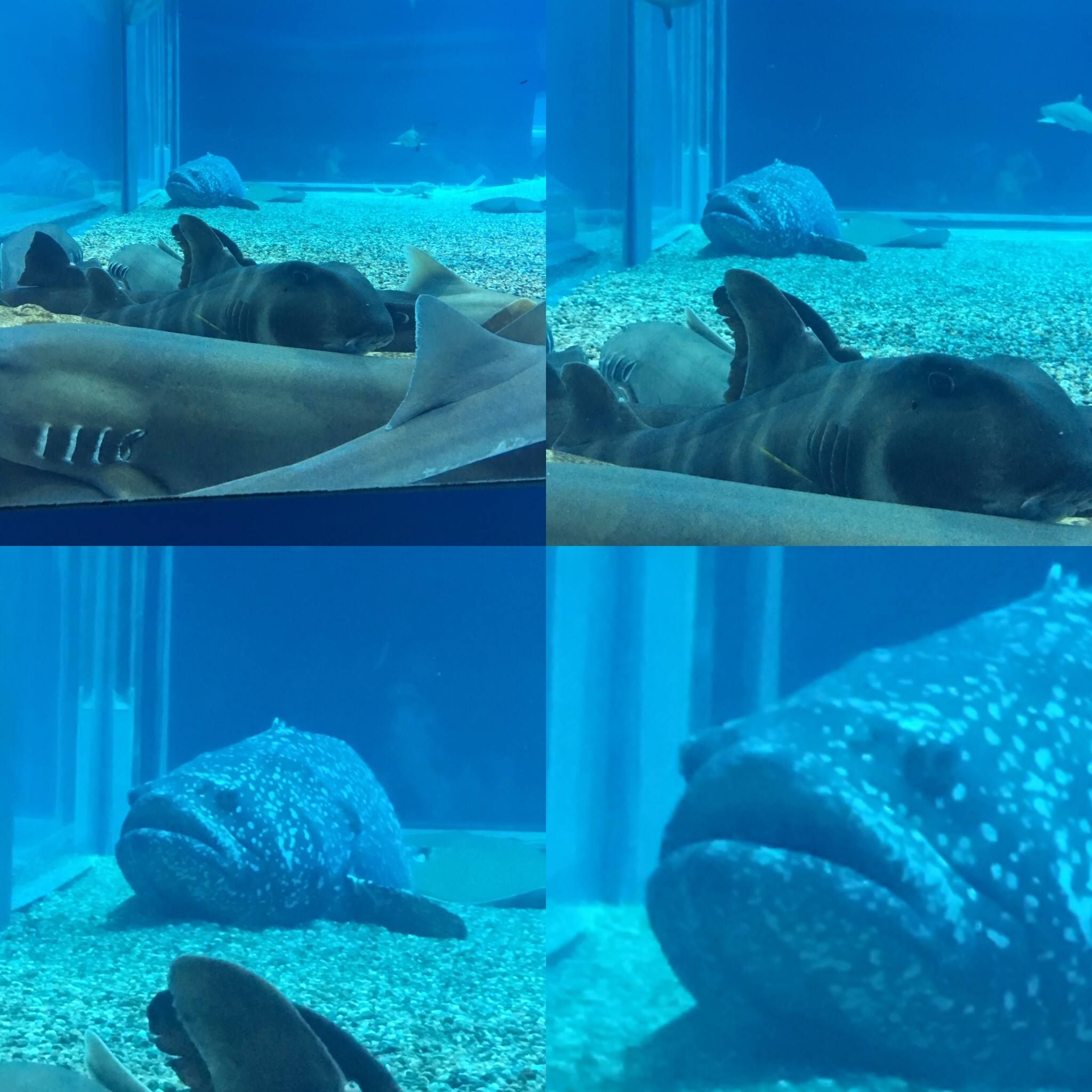 This grouper wasn't invited to the shark cuddle puddle