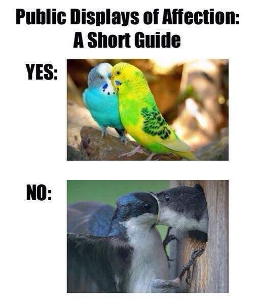 Public displays of affection: A short guide