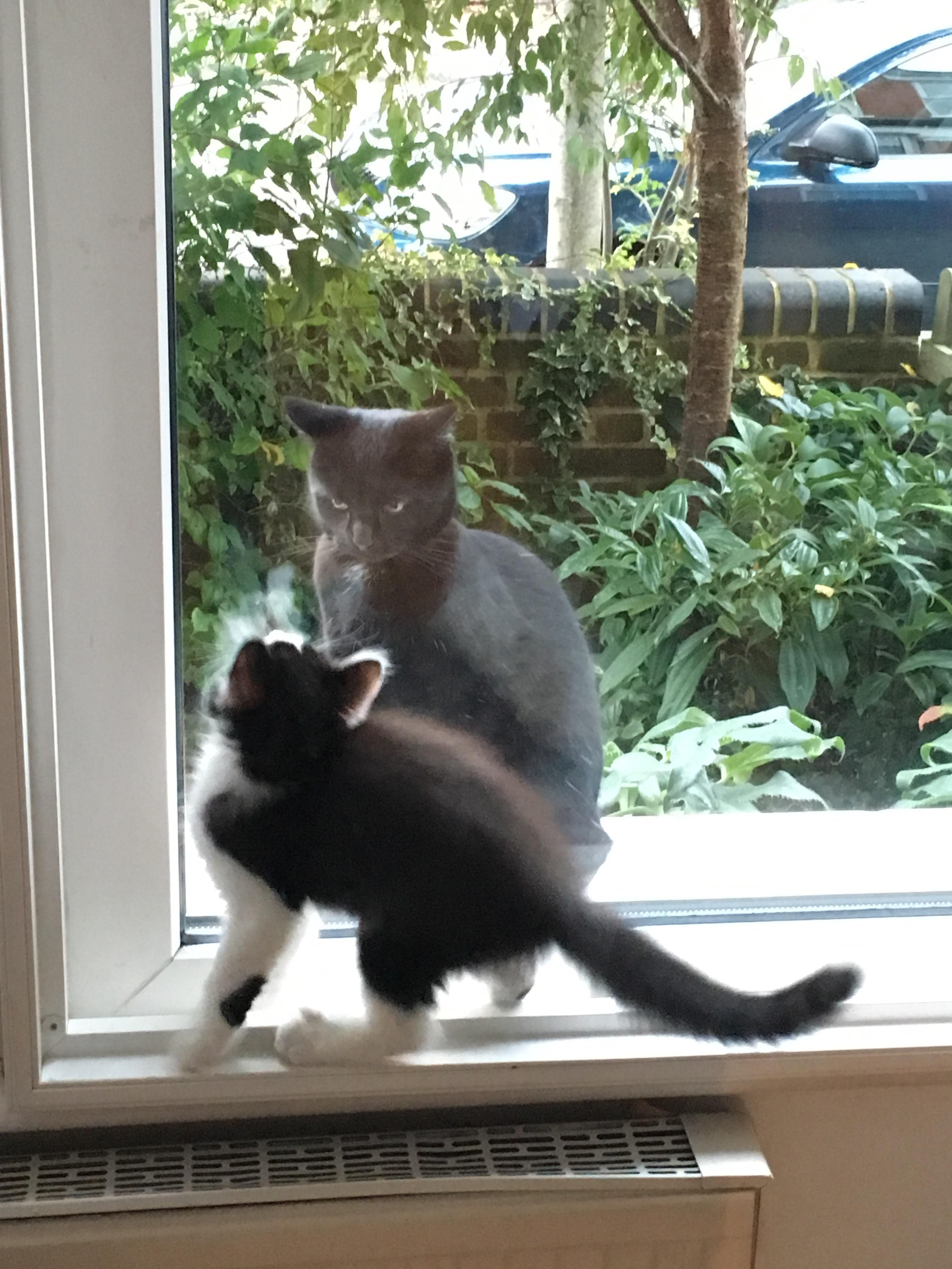 My new kitten just met the cat next door who seems to want to harvest her soul.