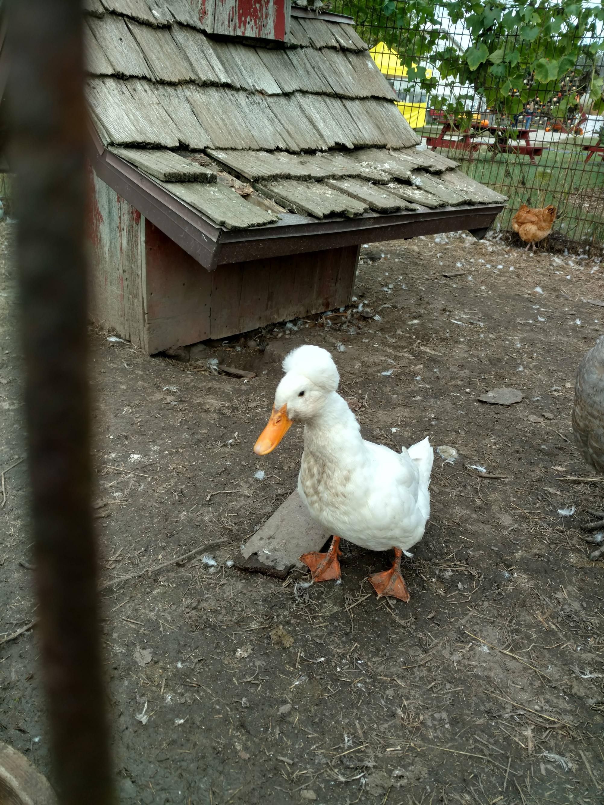 This duck has an afro
