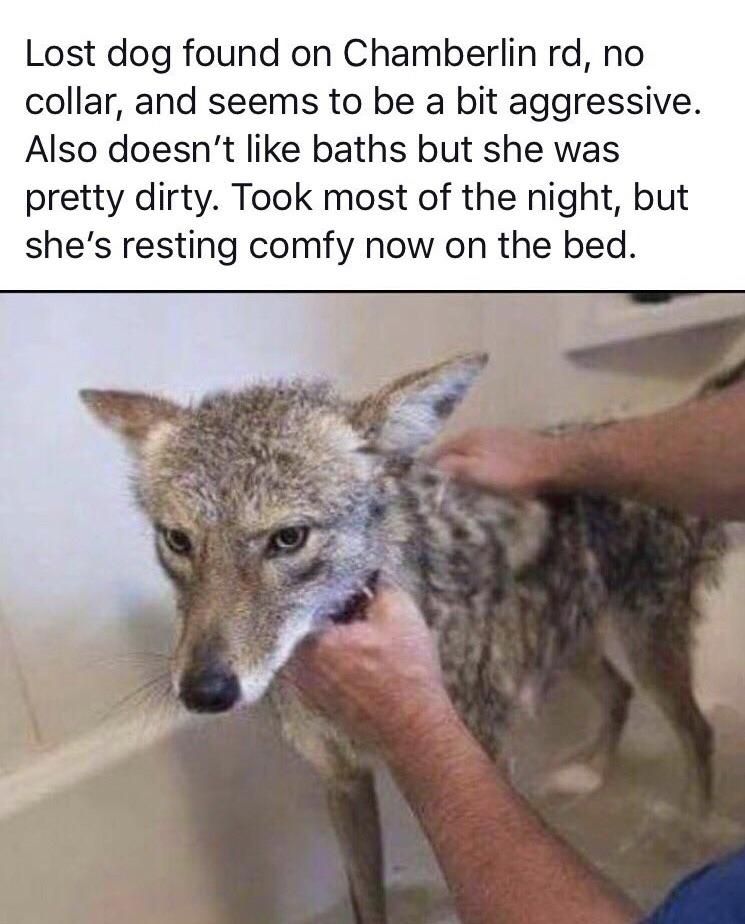 Coyote mistaken for lost dog gets a bath