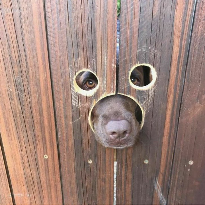 Doggo friendly fence.