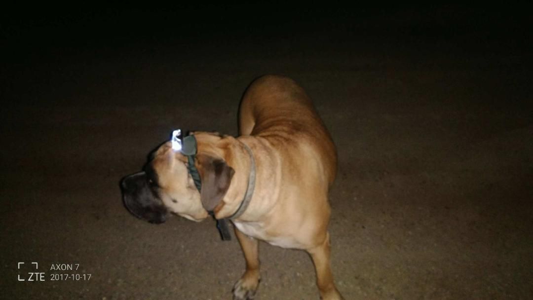 My mom has a 150-pound mastiff who is scared of the dark. She sent me this last night -- problem solved!