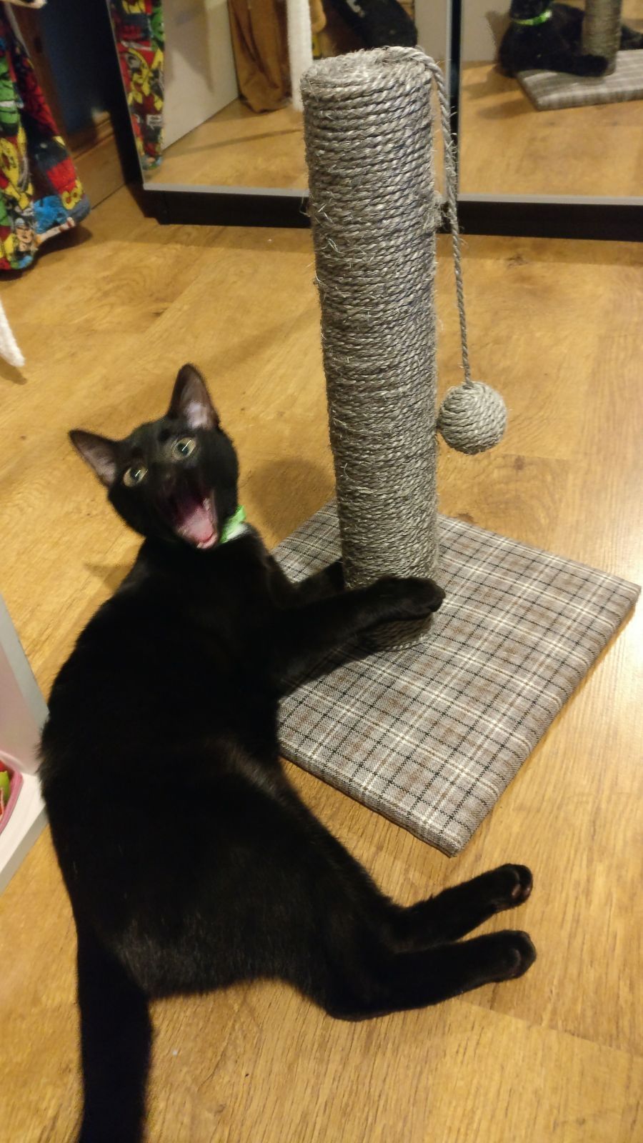 We got our cat a new scratch post. Something tells me he's happy with it.