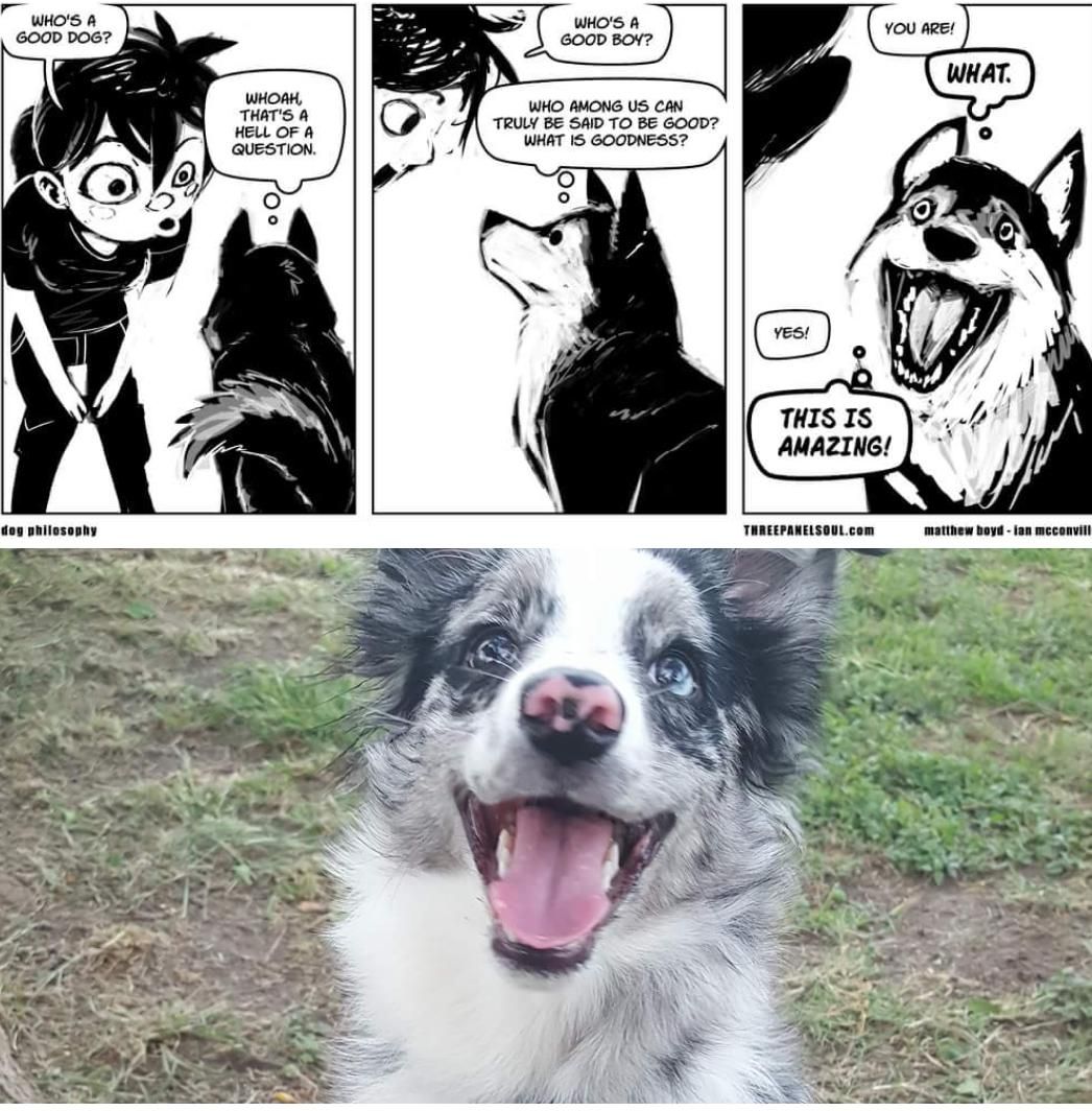 My roommate's dog is the perfect incarnation of this comic