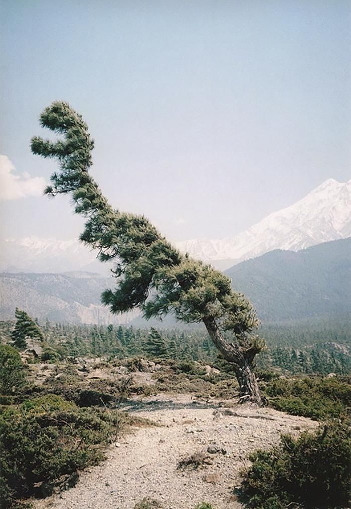 Dino tree