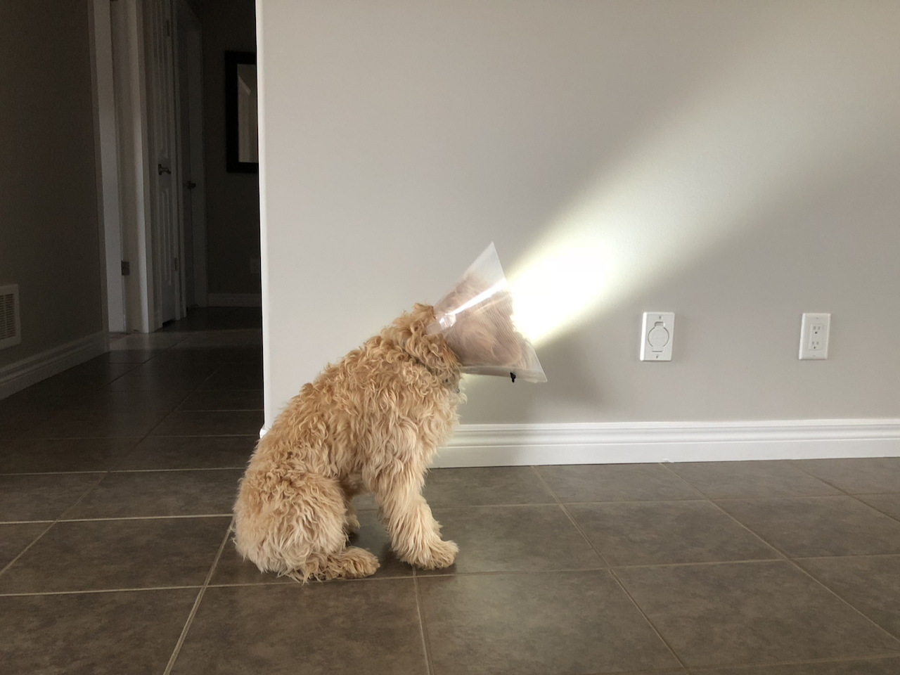 My dog looks like a lamp