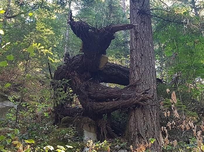 Let’s do shrooms in the forest they said, it’ll be a great time they said