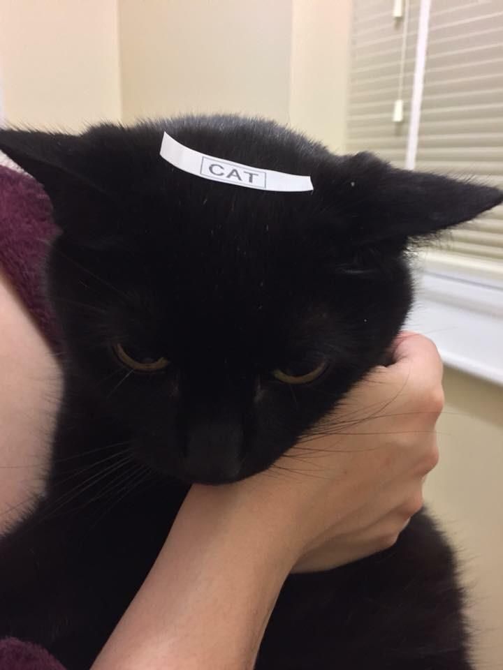 So my girlfriend just discovered I own a Label Maker... within minutes, this happened.