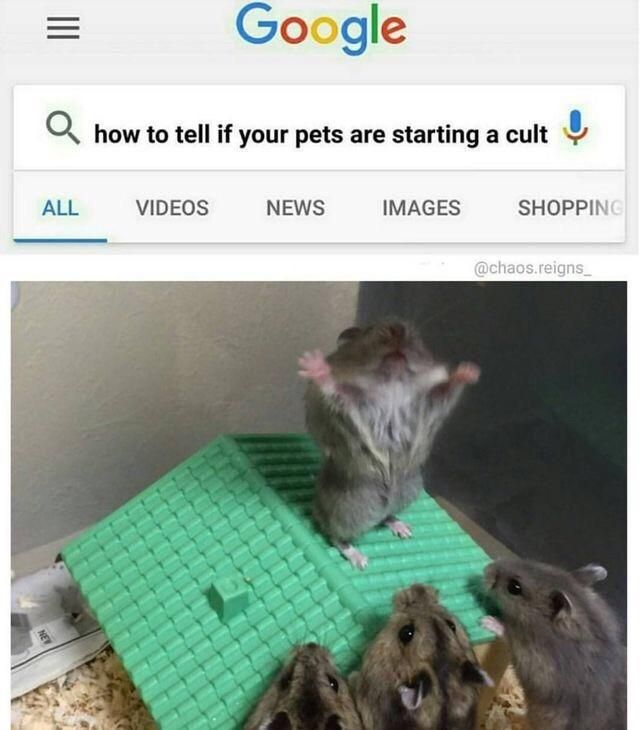 How to tell if your pets are starting a cult