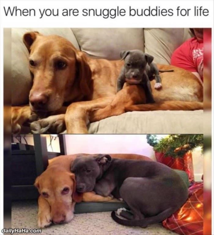 Snuggle Buddies For Life