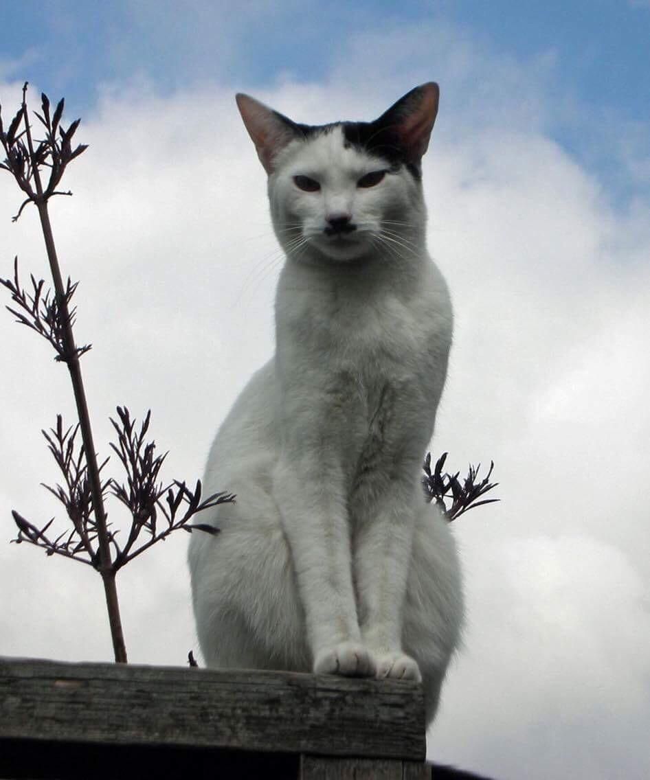 A local cat that my neighbour has nicknamed 'Kitler'