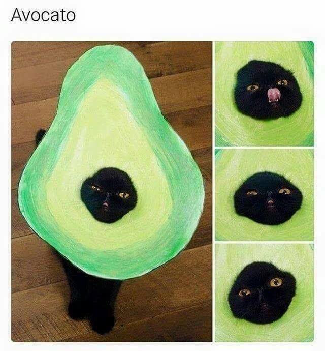 Avocato