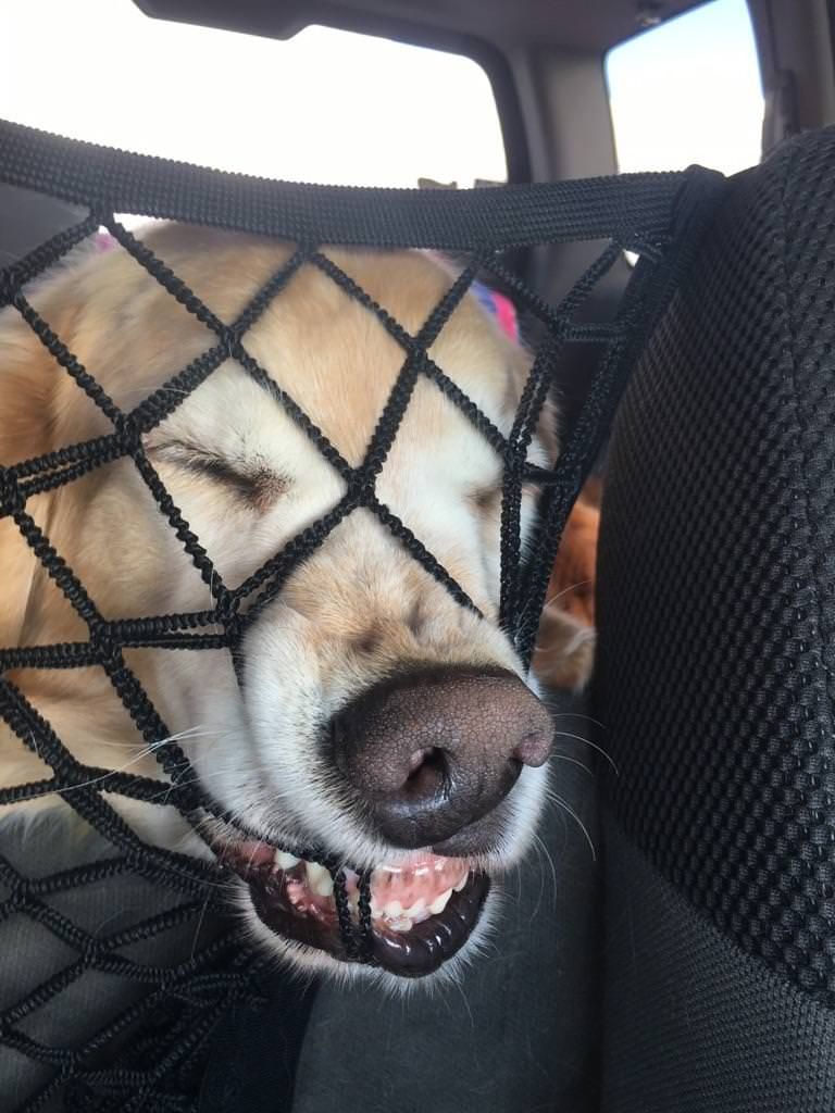 The way my sisters dog fell asleep in the car