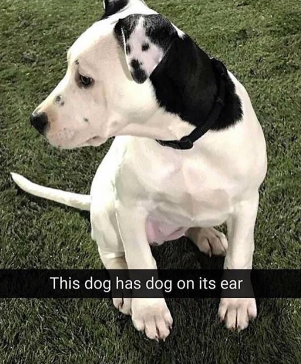 Dog on dog