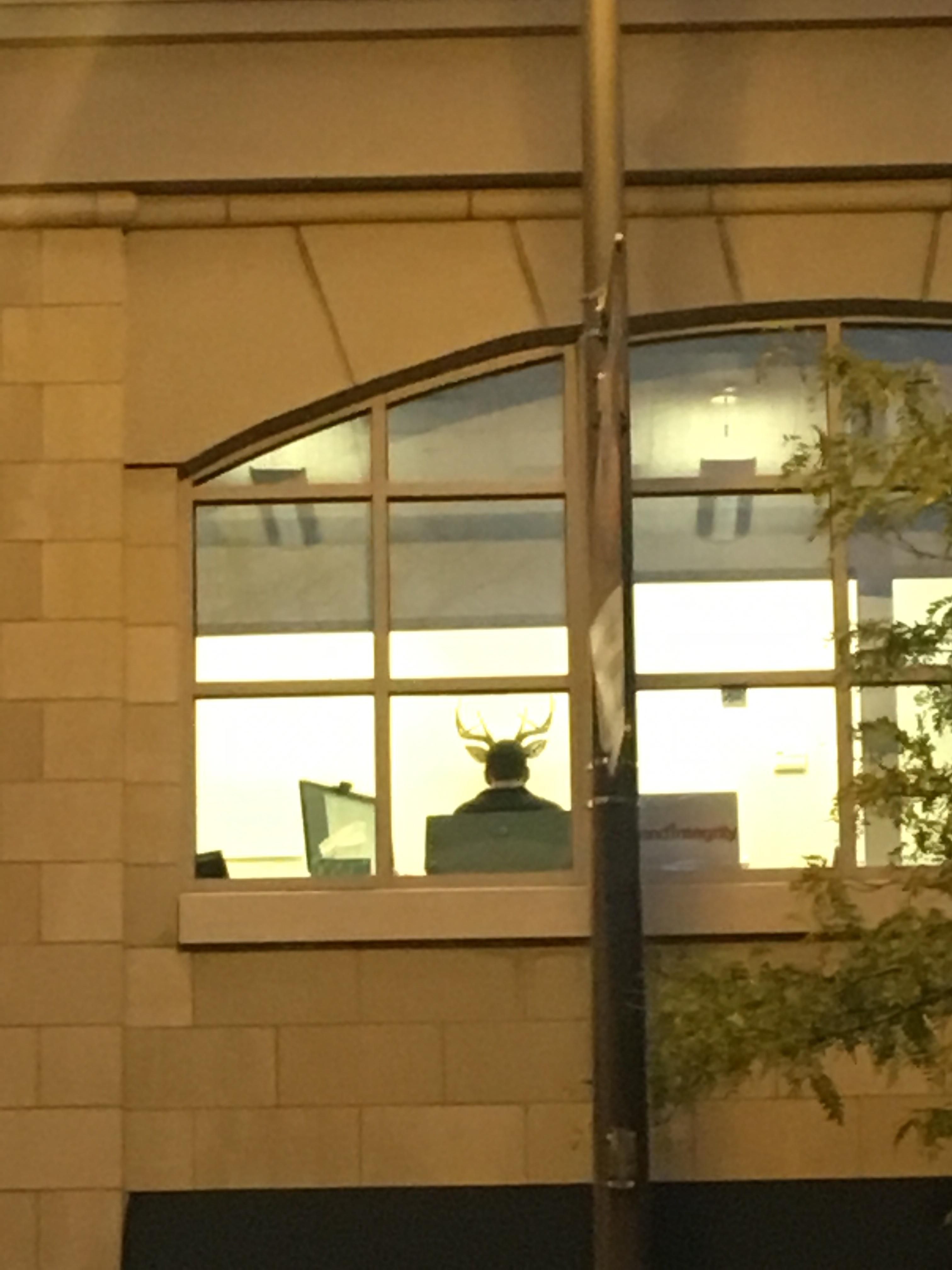 The guy in the office across the street has the most majestically aligned deer rack mounted on the wall across from his desk.