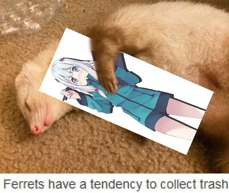 I am a ferret