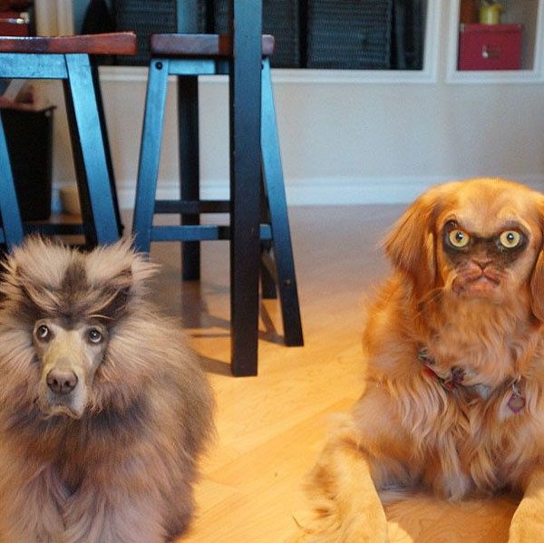 Dog and cat face-swap. I have never seen a less impressed looking cat.