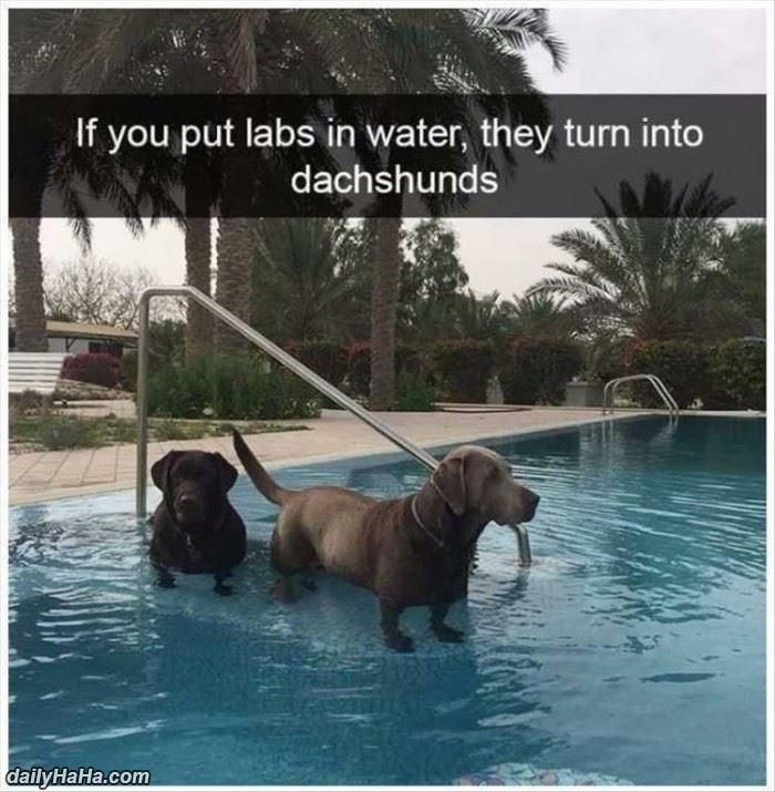 Labs turn into dachshunds?
