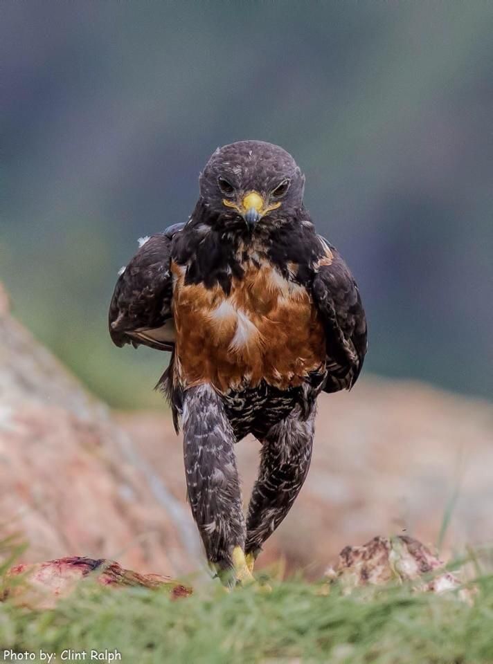this eagle taking a walk