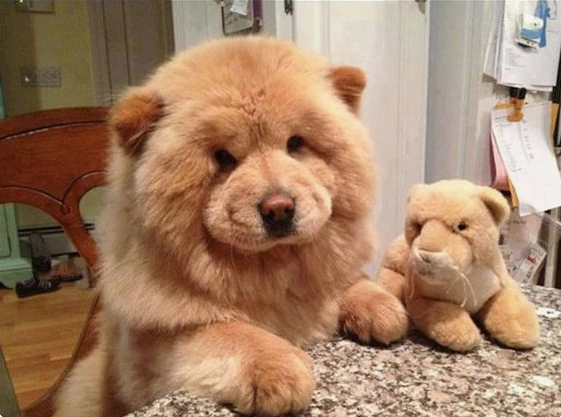 This dog is fluffier than the stuffed animal