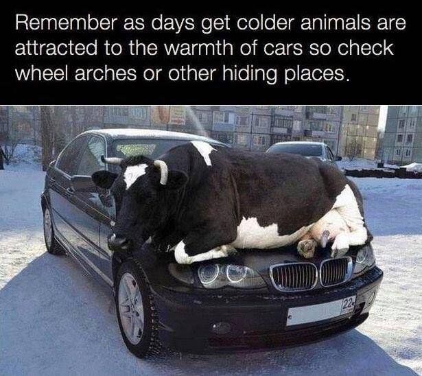 Be cow-ful before you drive