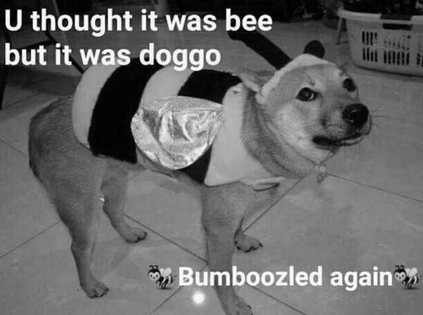 :B:amboozled