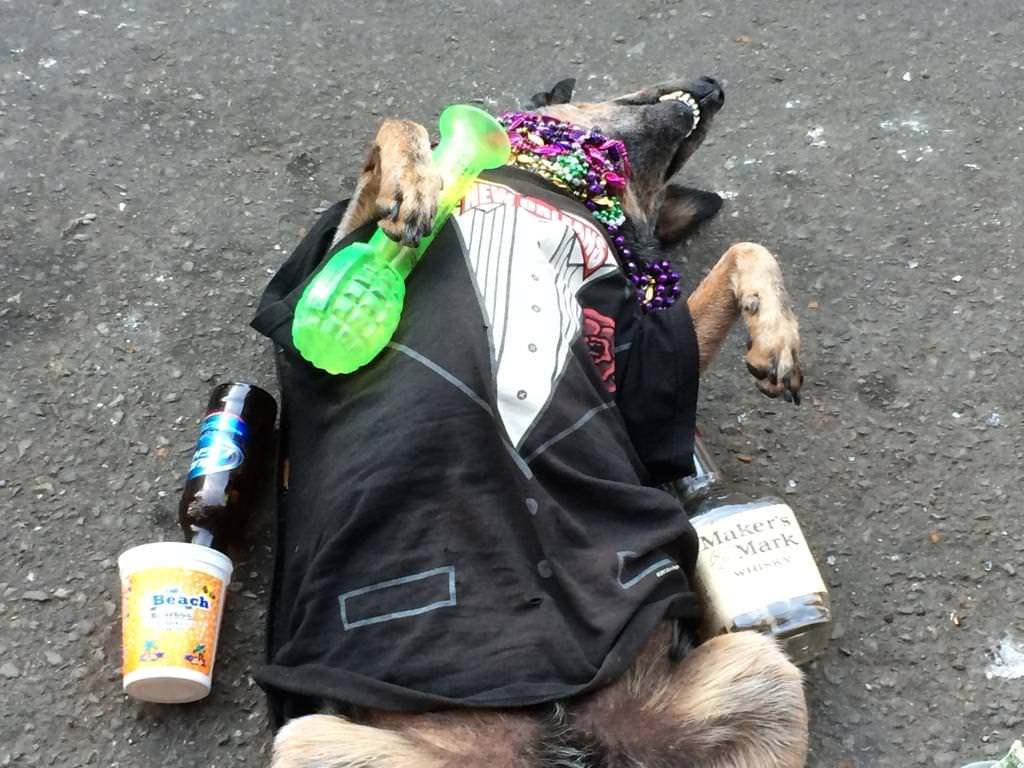 A homeless guy on Bourbon Street trained his dog to play "passed out". I paid a buck for this photo.