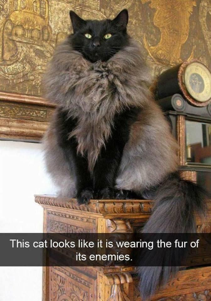 Fur of the enemy