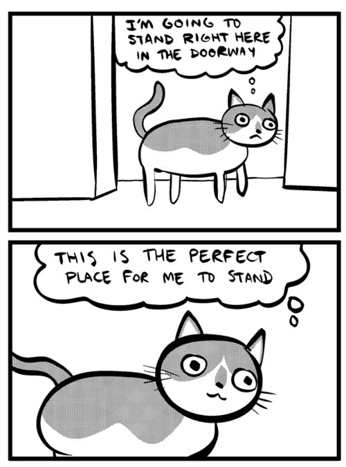 My cat when I wake up for work at 4 am...