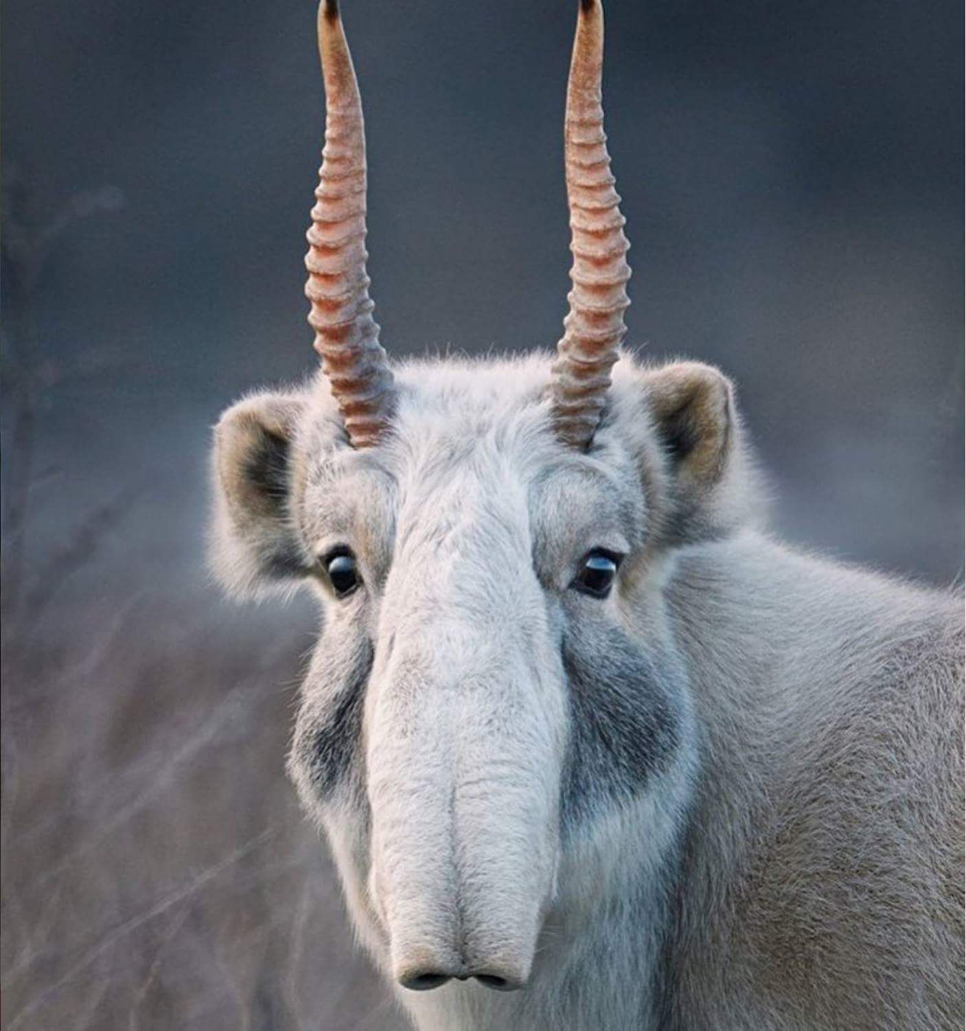 The critically endangered Saiga Antelope