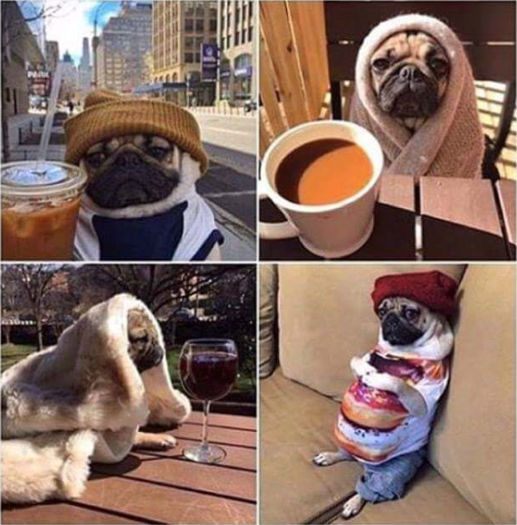 I'm 1000% connected to this pug on a spiritual level.