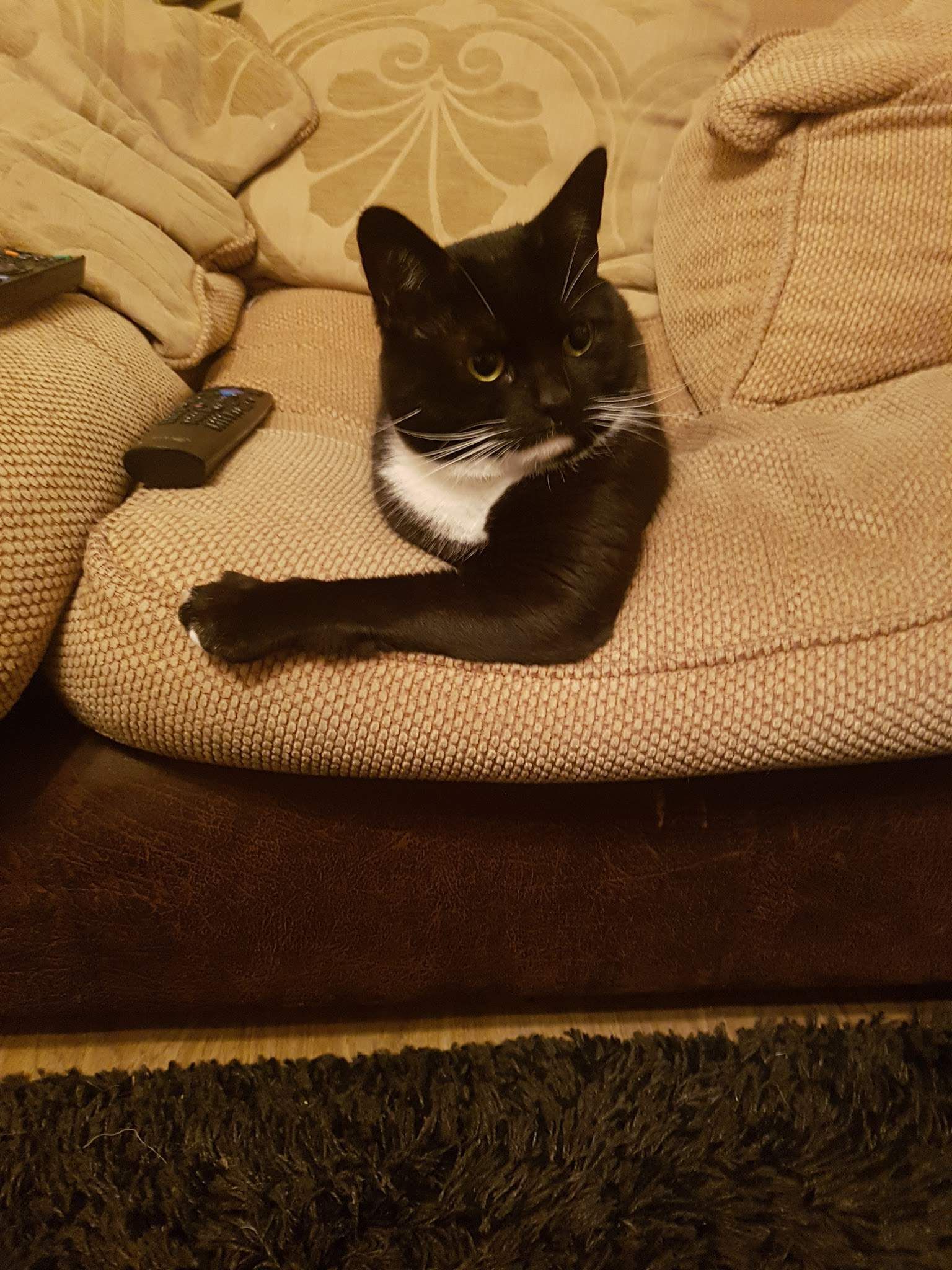 My fiance took this pic that makes the cat look like he's made out of a head and just one massive arm.