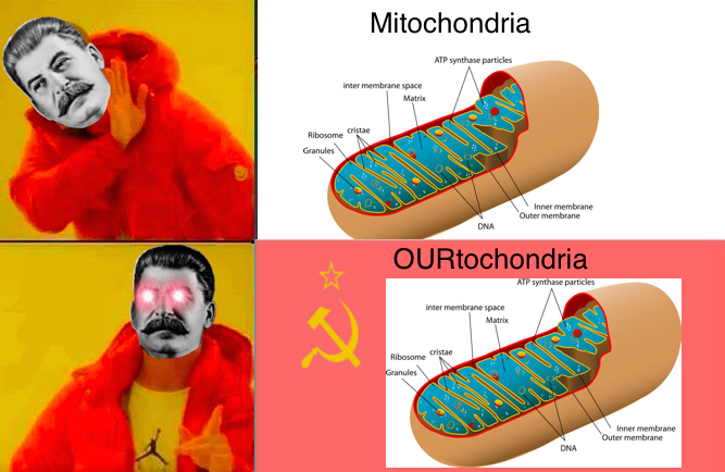 Memes cannot be stolen, only shared