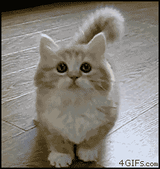 Its so fluffy