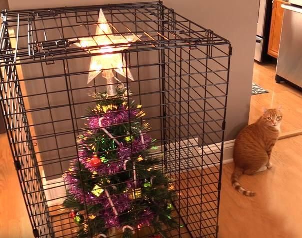 cat-proofing Christmas