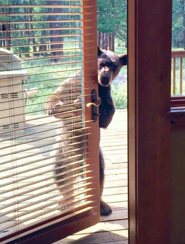 Hello neighbor, spare some honey?