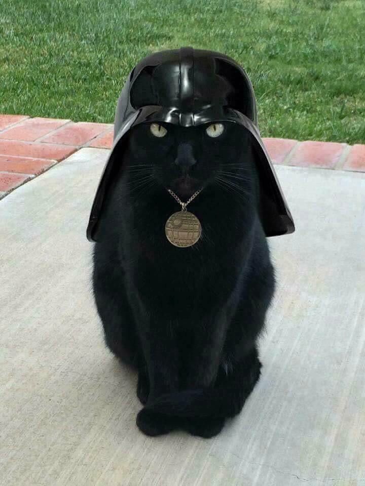 Lord Cat!