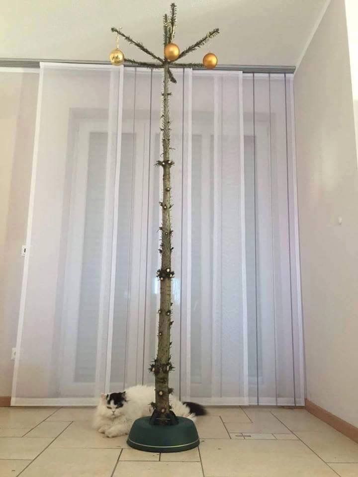 Christmas tree for cat owners. Someone's pissed...