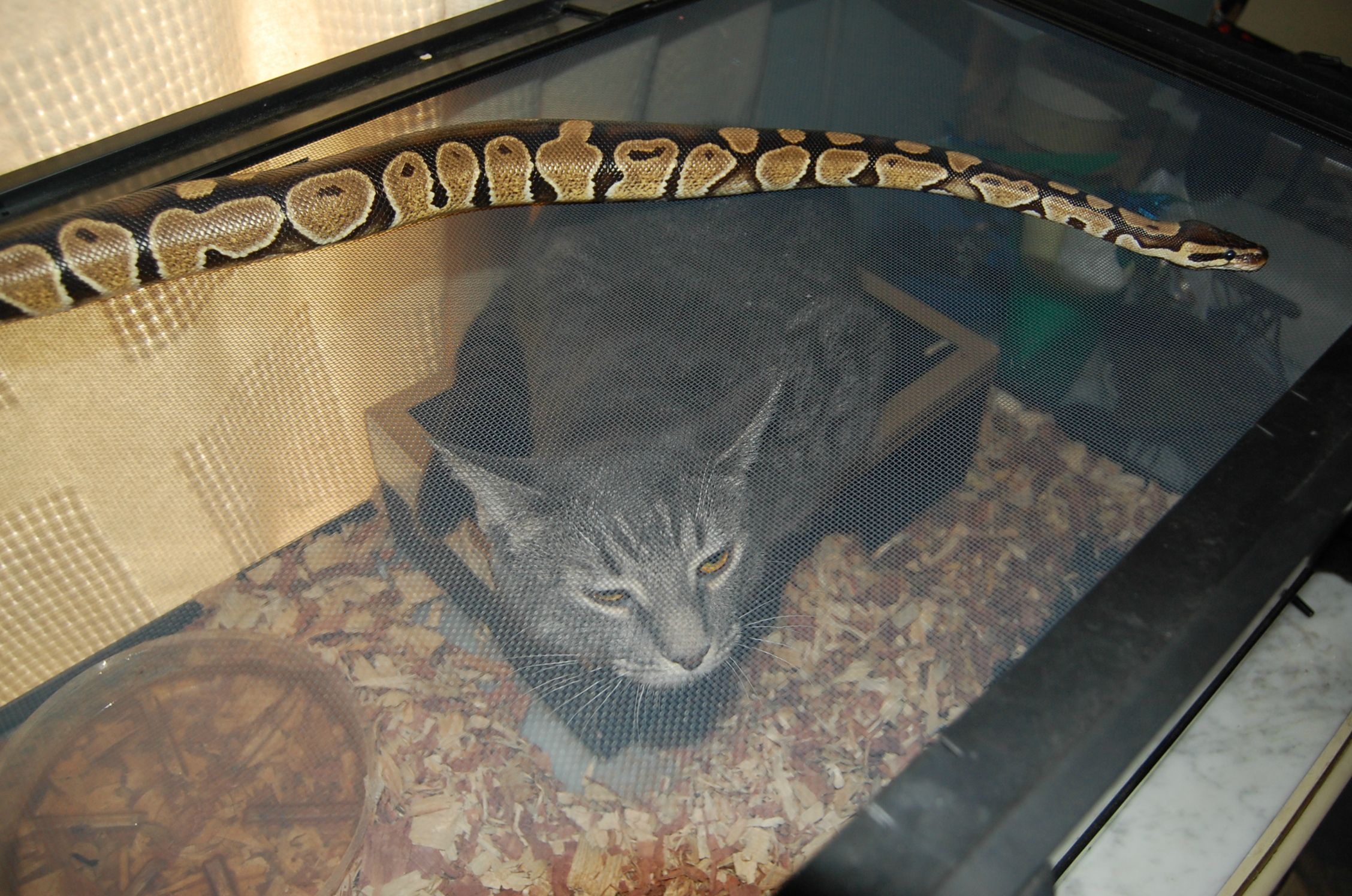 Cat wouldn't leave my snake alone. So I tried some role reversal
